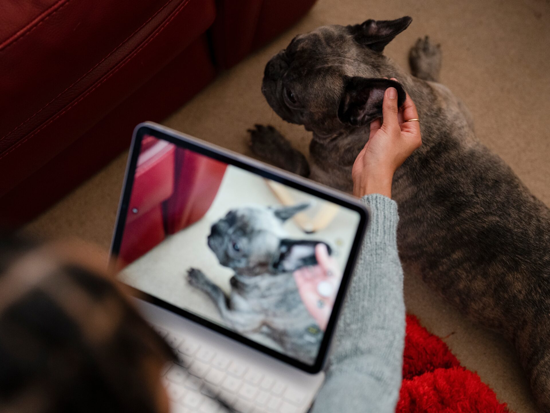 Woman,Filming,French,Bulldog,During,Video,Call,With,Vet,Consultant