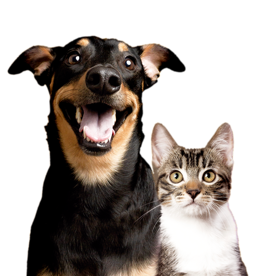 assistência veterinária